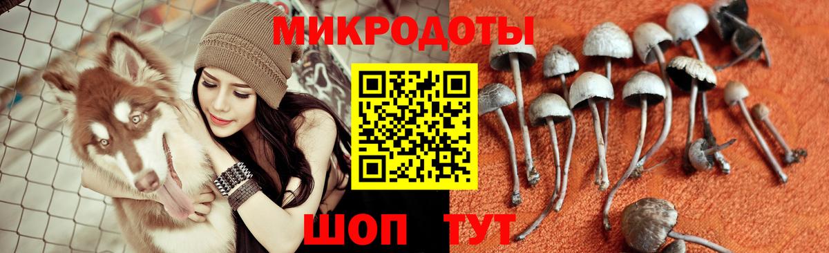 Галлюциногенные грибы Psilocybe Йошкар-Ола